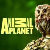 Animal Planet