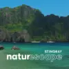 Stingray Naturescape